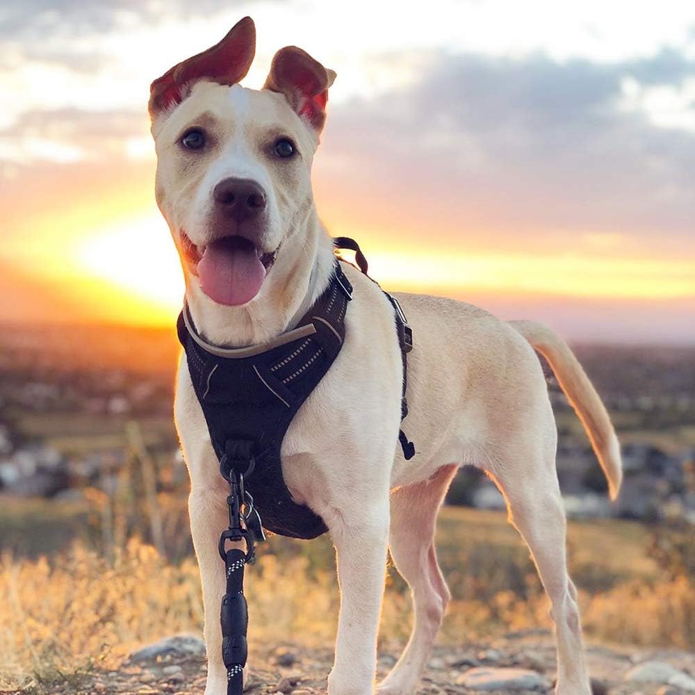 Reflective No Pull Dog Harness Vest