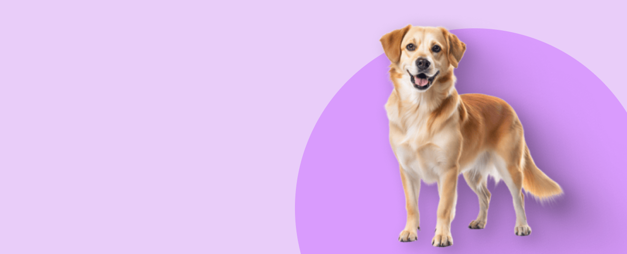 _img_banner